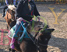 Badyhoeve is een terrein dat tot 3kinderen en hun pony's met de hond Djackson behoort.