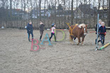 Badyhoeve is een terrein dat tot 3kinderen en hun pony's met de hond Djackson behoort.